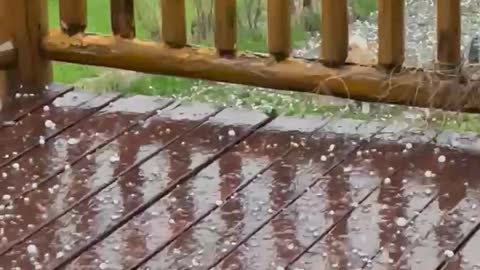 Jasper Blues Siberians Enjoying a Hail Storm