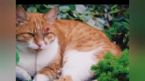 The most funniest animal