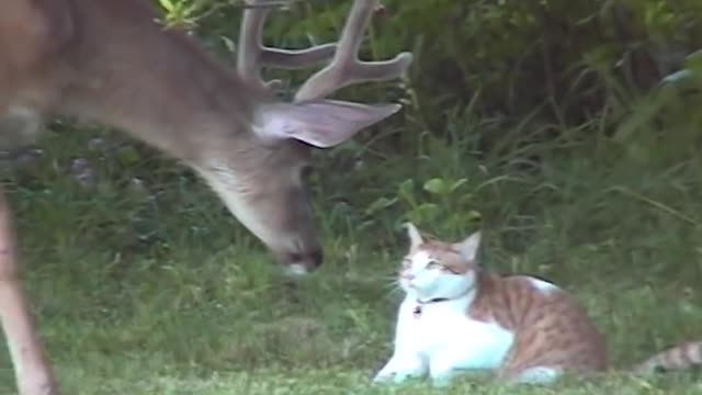 Snuggles the Cat Meets Deer