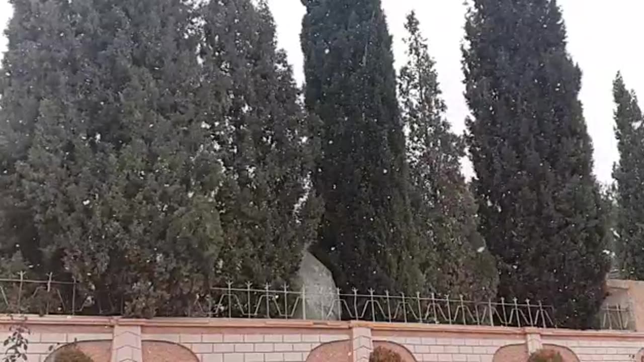 Snow ❄️ ❄️