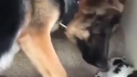 Love For The Little Ones Even if One is The Enemy