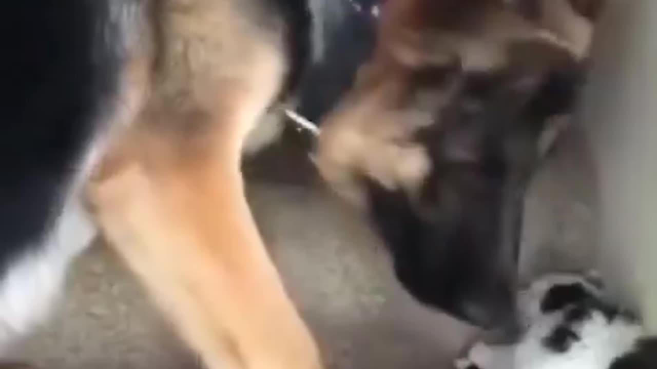 Love For The Little Ones Even if One is The Enemy