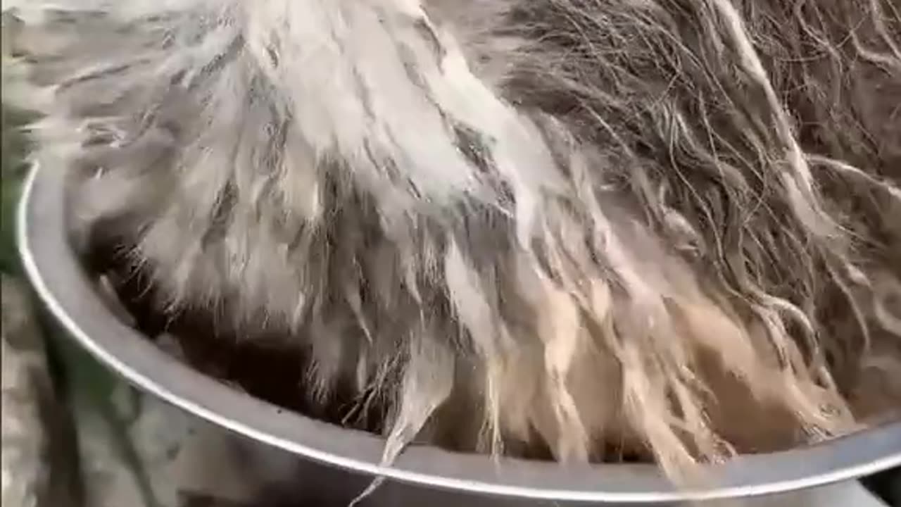 The man rescues poor dog from landfill