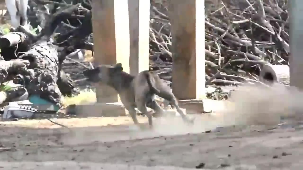 fake lion and monkey laugh at funny animal