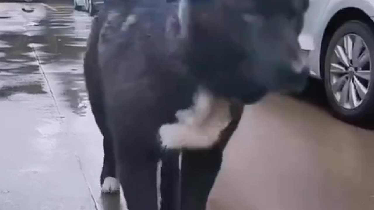 Animal Compilation