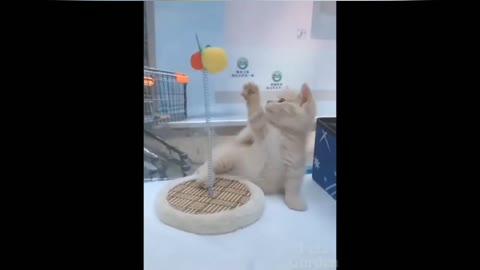 cute kitten playing