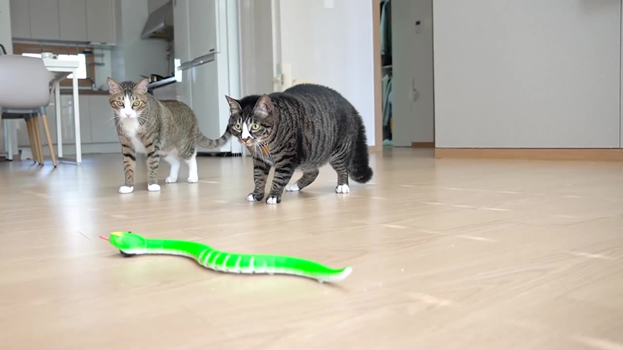 The funny reaction of cats who saw a toy snake!