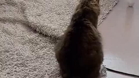 cute cat fun time