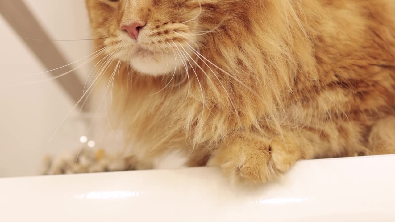 Curious Yellow Kitten Exploring Its Surroundings