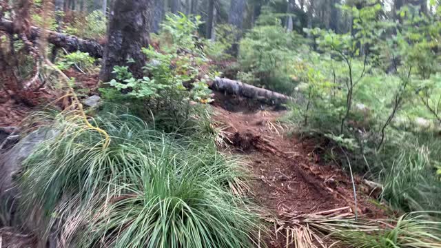 Oregon - Mount Hood - Going Under a "Limbo Tree"