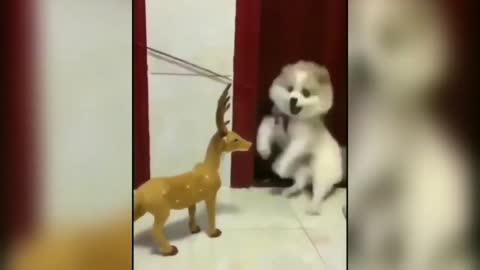 Cute Funny Dog-Funny pet🐕‍🦺-Funny Animal-Try to hold back laugh