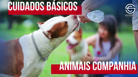 Cuidados Básicos em Animais de Companhia