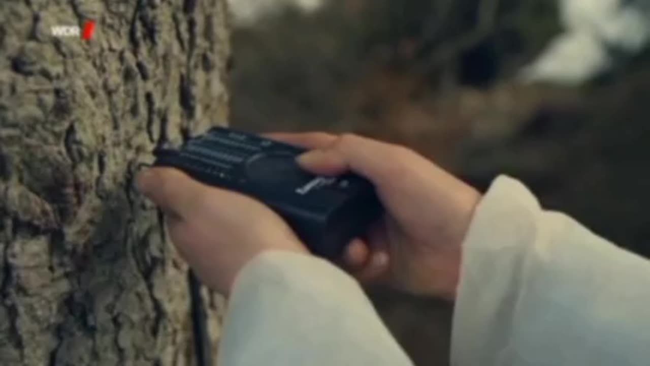 THE RADIO GETS A SIGNAL AND WE CAN HEAR THE BROADCAST ~THE TREE WORKS AS A ANTENNA