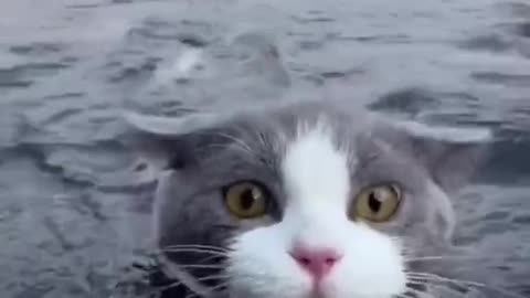 "Splish Splash Meow: Bath Time Adventures with My Cat"