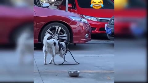 Funny Cat and Dog Videos That Will Make Your Day