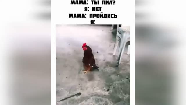 Funny jokes with animals I recommend to watch