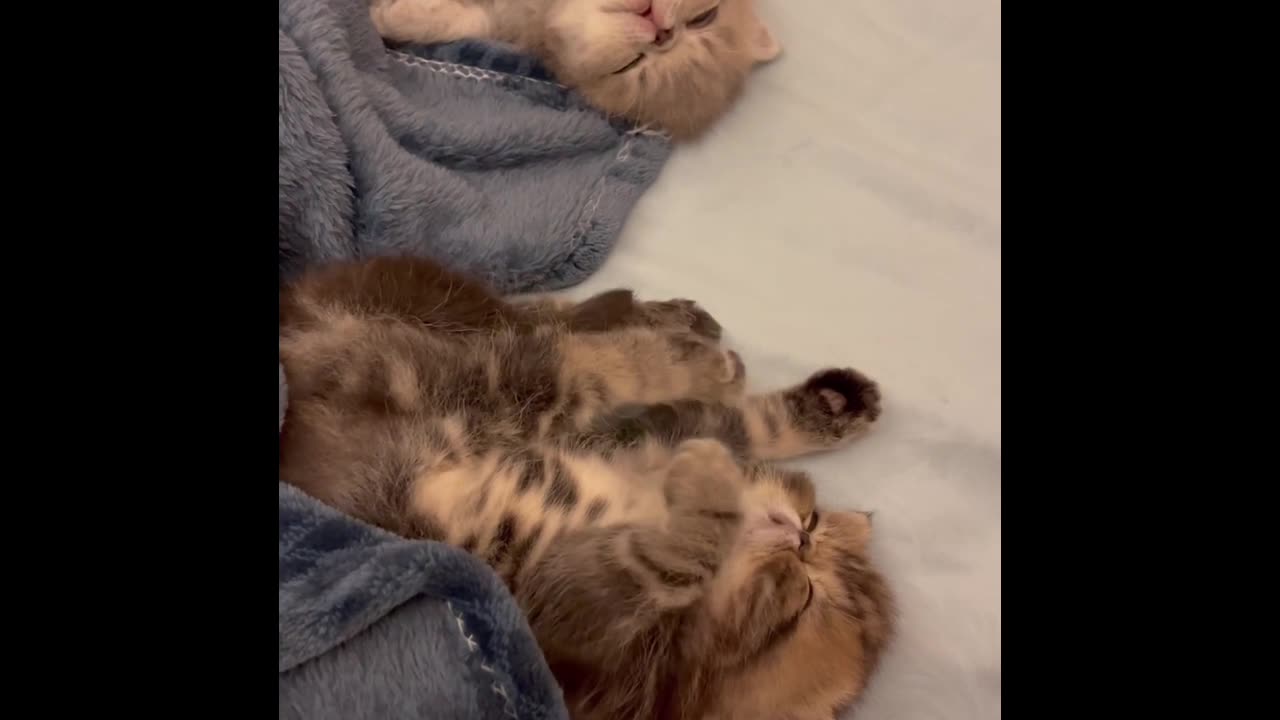 The little kitten lying down is really super cute.