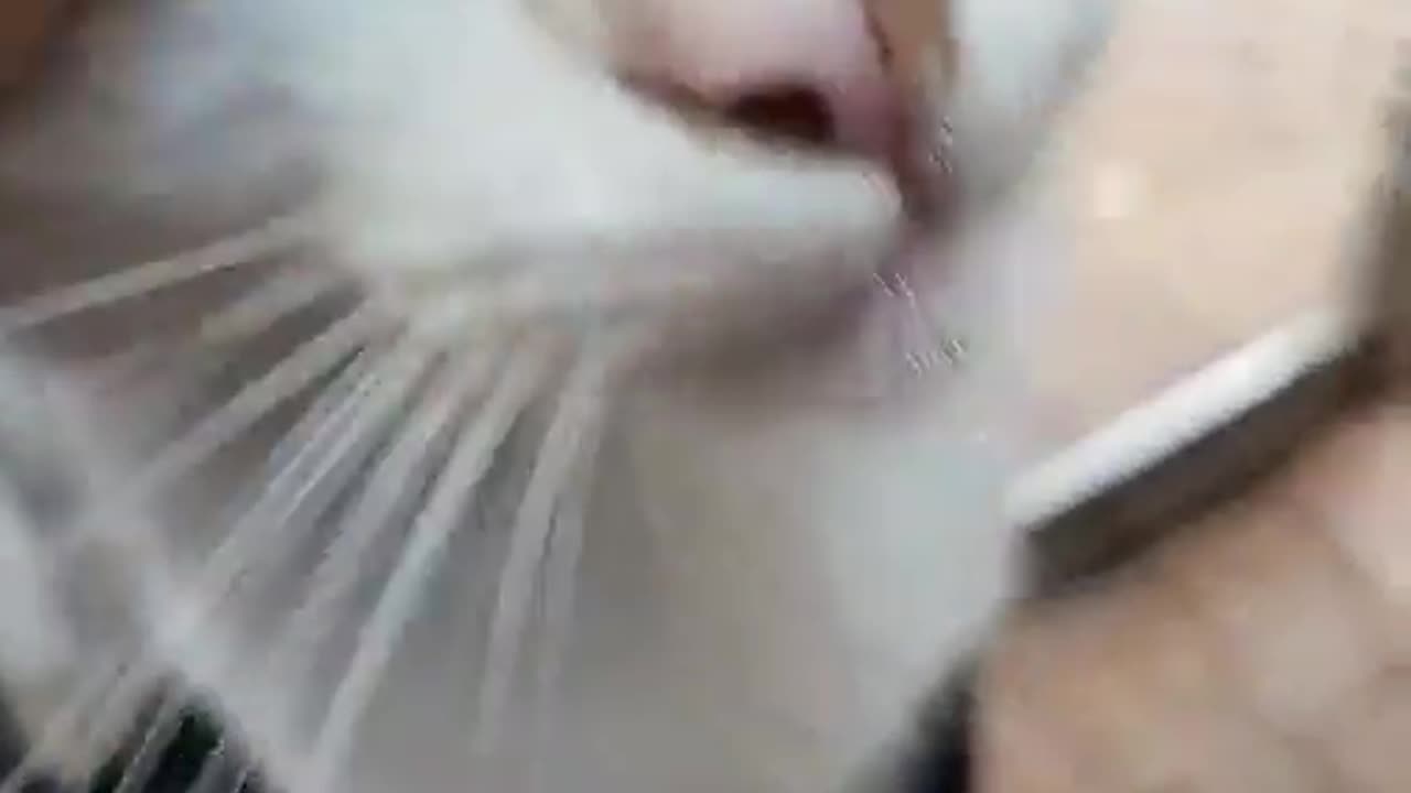 An affectionate and playful cat decides to accompany me for a drink