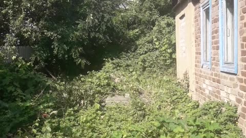 Neighbor's house overgrown with grass
