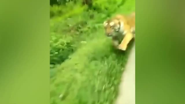 Funny Animal Videos 2022 look scared you