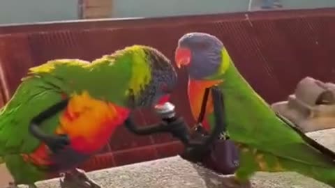 She is Not Impressed #shorts #viral #shortsvideo #video