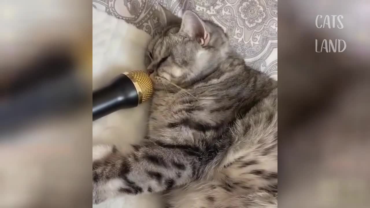 OMG So Cute Cats ♥ Best Funny Cat Videos 2020 #47