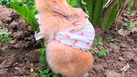 Cute rabbit with his baby on the farm 😍😍.