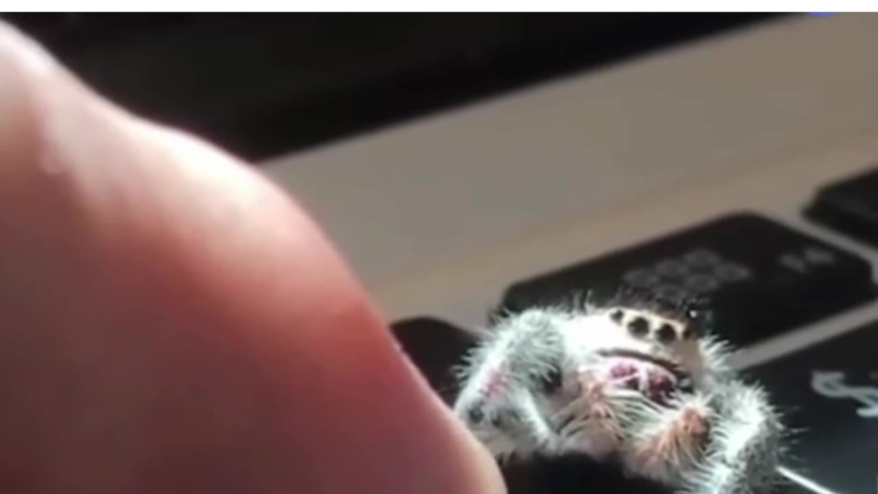 Adorable spider gives high five to dad🙏 🕷️