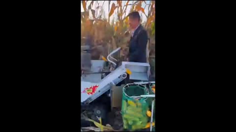 Corn Crop Amazing Cutting Process