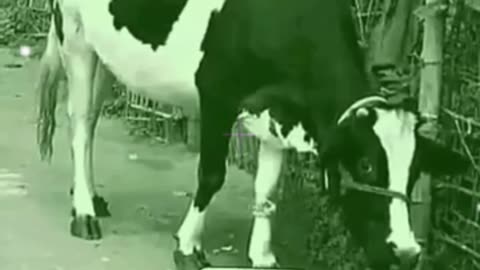 Dog and Cow Talk #dog #Assorted #funny #doglover #funnydog #shorts #shortvideo