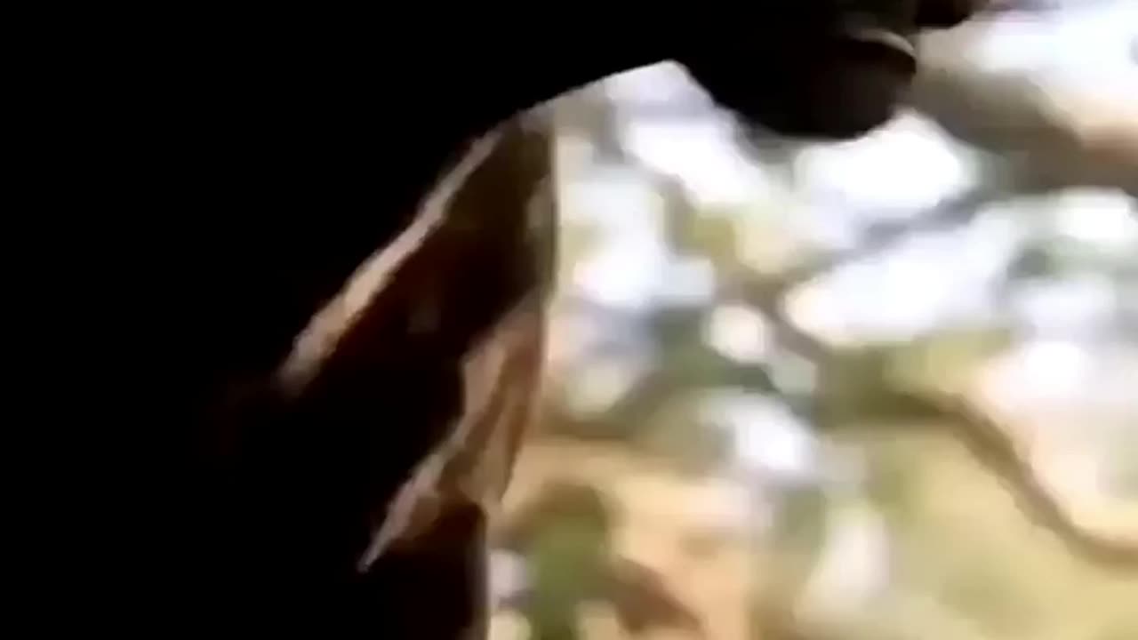 How powerfull Black Panther😱😱 #animal #shorts