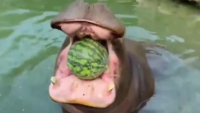 Please call me a hippo