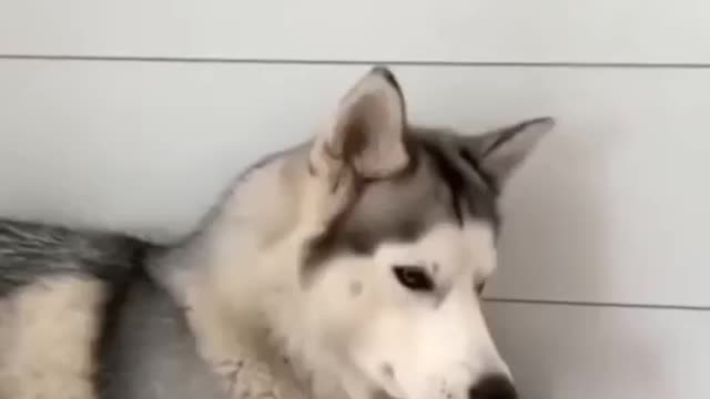 Husky playing with little cat 😍