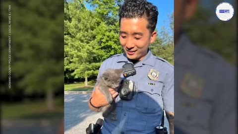 Police rescue kitten stuck inside car engine along busy highway