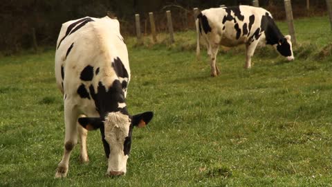 Cows Eating Grass