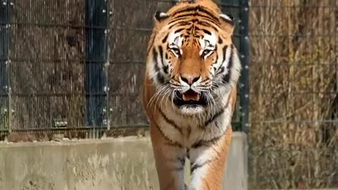 A view of a strong tiger