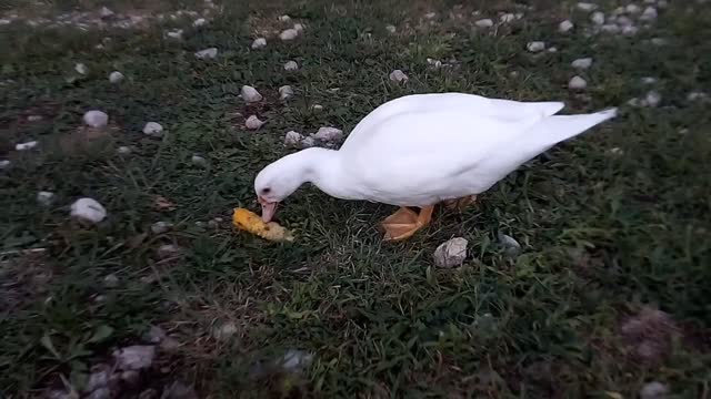 Pleasantly Plump Ducks