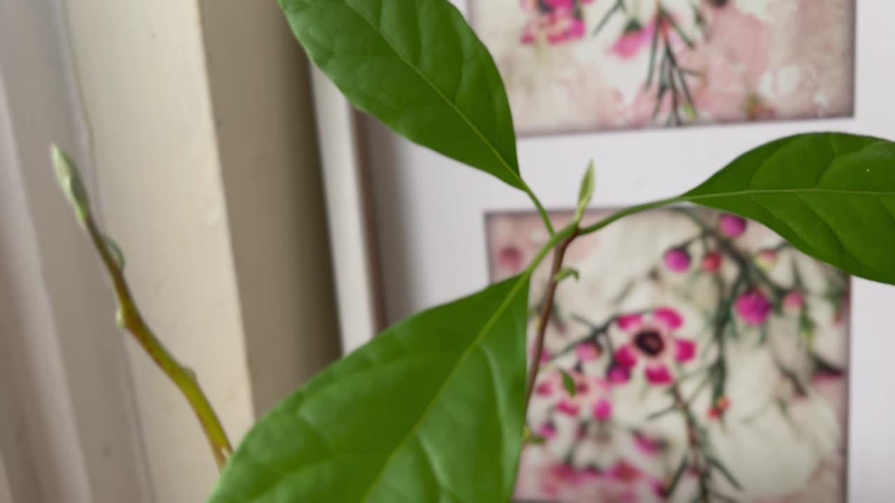 update, Avocado plant progress then a new shoot. 3 weeks old