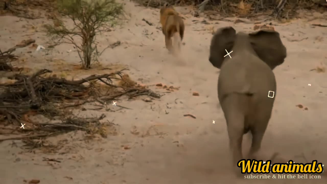 Elephant vs tiger