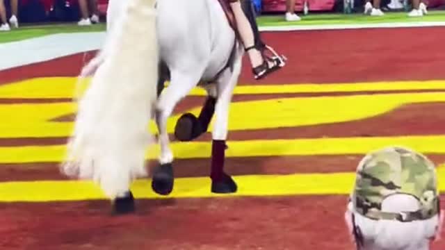 When your school's mascot is a real horse, and does