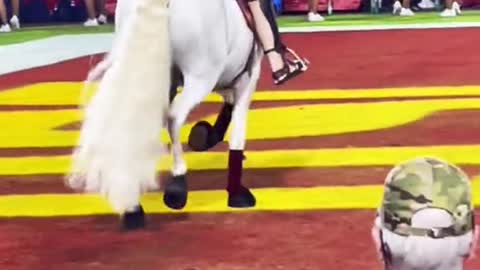 When your school's mascot is a real horse, and does