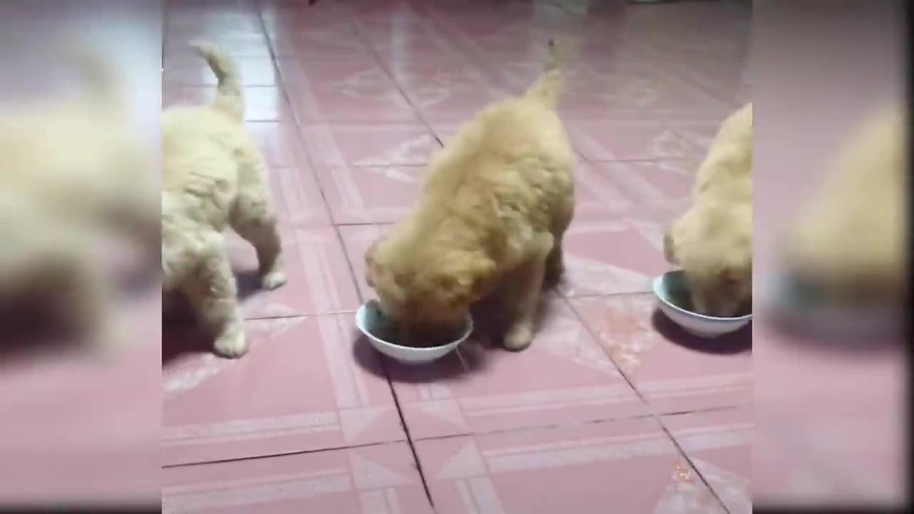 Baby Dogs - Cute and Funny Dog Videos Compilation