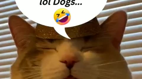 Top Funniest Animal Videos of 2023 // Cat Reaction #shorts #cats #funny