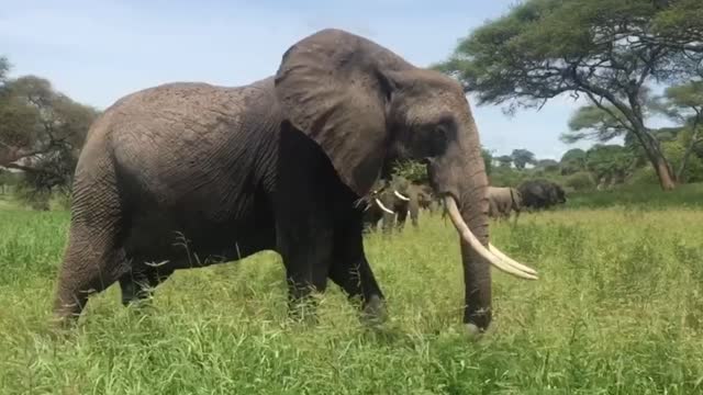 Elephant eating grass