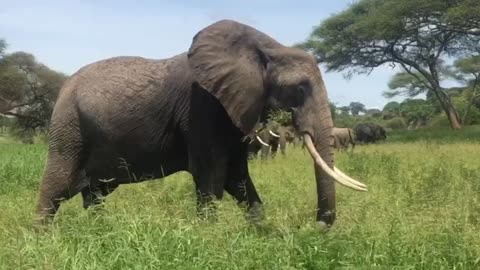 Elephant eating grass