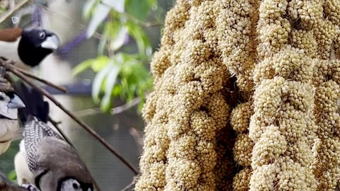 Owl finches feeding on spray millet