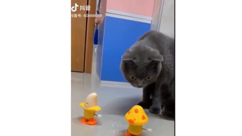 Funny cats playing around🤣