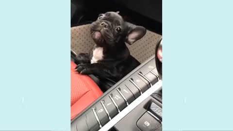 funny dog