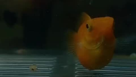 the moment the koi fish gave birth in the aquarium