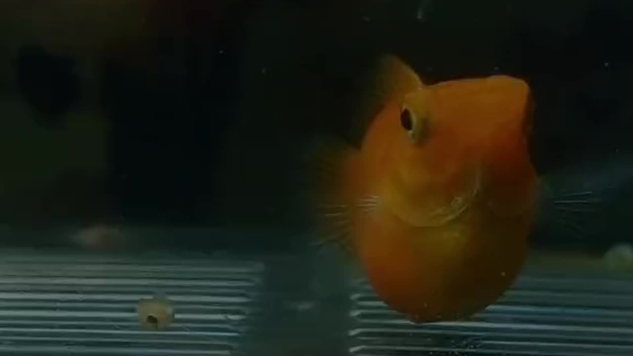 the moment the koi fish gave birth in the aquarium